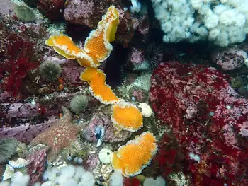 Orange Peel Nudibranchs