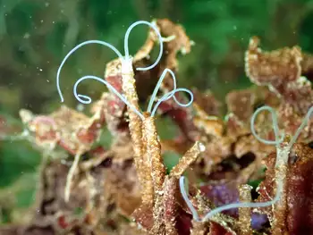 Jointed Three Section Tube Worms