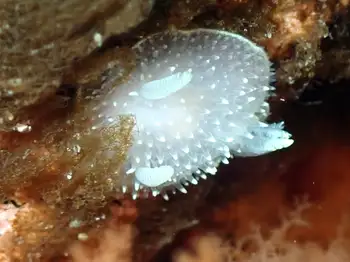 White Adalaria Nudibranch