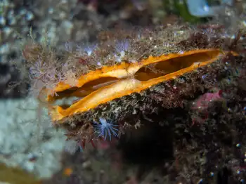 Rock Scallop