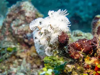 Feather Duster Worms