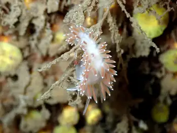 Pearly Nudibranch