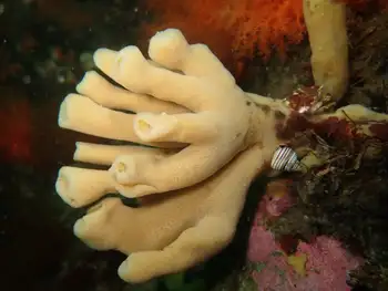 Glove Sponge