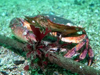 Red Rock Crab