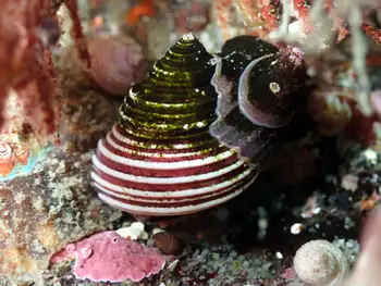 dogwinkle snail