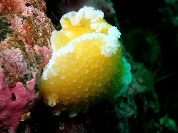 Orange Peel Nudibranch