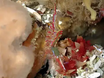 kincaid shrimp