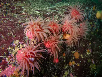 Crimson Anemones