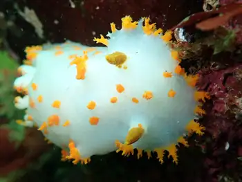modest clown nudibranch