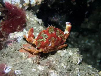 Hairy Rock Crab