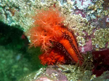 Red Sea Cucumber