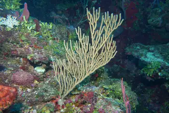 Coral