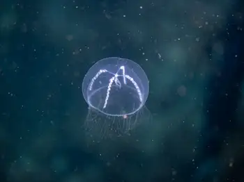 Water Jelly