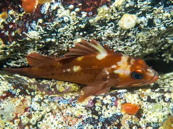 Rockfish