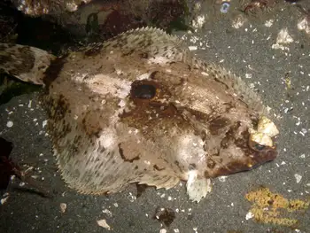 Spot Flounder