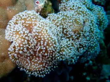 flower pot coral
