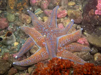 Leather Star