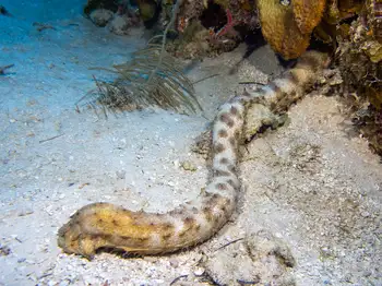 sea cucumber