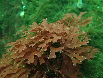 sea laurel seaweed