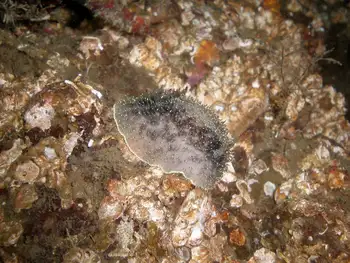Nanaimo Nudibranch