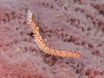 Fire Worm