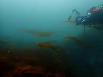 Bull Kelp and Diver