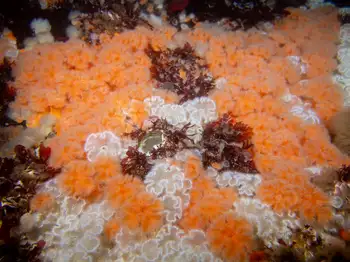 Short Plumose Anemones