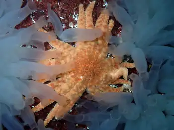 Sea Vase Tunicates