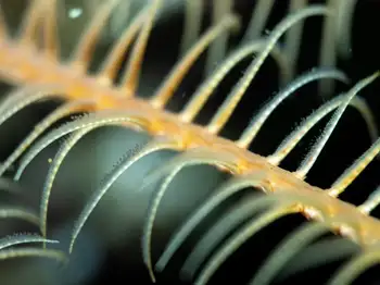 Northwest Feather Star