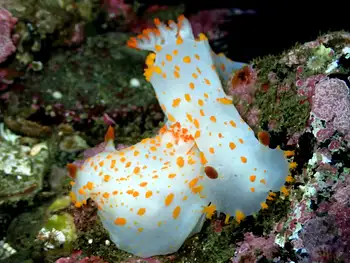 Modest Clown Nudibranchs