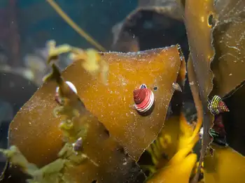 snail