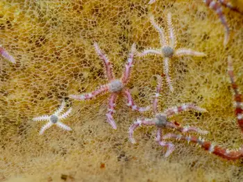 Brittle Stars