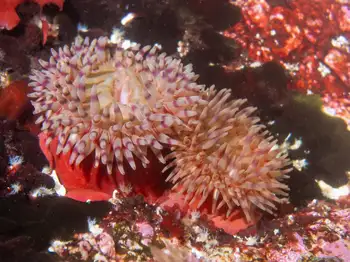 Fish Eating Anemones