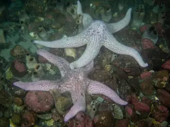 Giant Pink Stars
