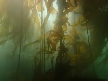 Bull Kelp