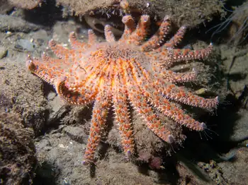 Sunflower Star