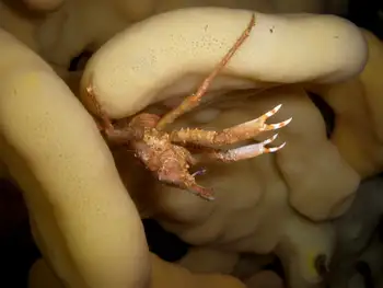 Sharp Nosed Crab and Cloud Sponge