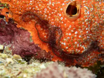 brittle star