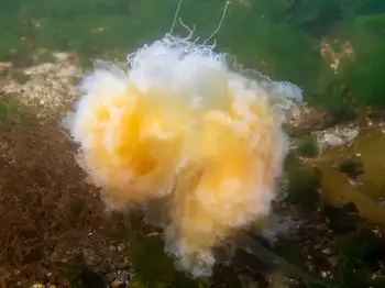 egg yolk jelly