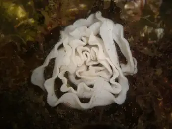 Nudibranch Eggs
