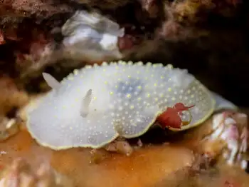 Yellow Margin Dorid