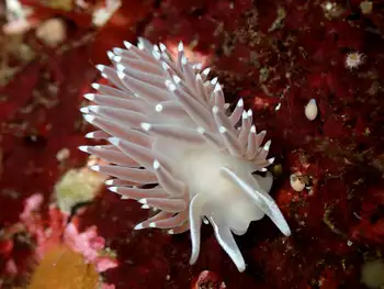 Red Flabellina Nudibranch