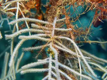 Brittle Star