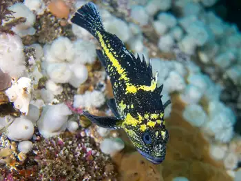 China Rockfish
