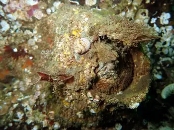 Dogwinkle Snail and Giant Acorn Barnacle