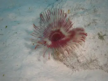 splitcrown feather duster worm