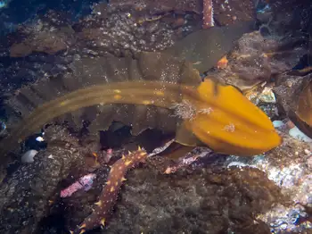 Three Rib Kelp