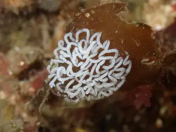 Nudibranch Eggs