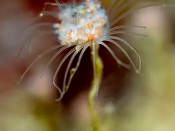 Fairy Palm Hydroid