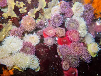 Anemones